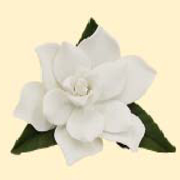 Гарденія з листочками / 14шт