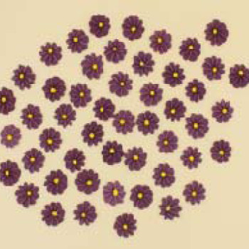 Набір кондитерських цукрових прикрас 