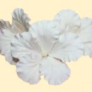 Набір гібіскусів білих D=100мм  (3шт/6уп/ящ), 1000009722