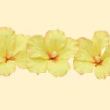 Набір гібіскусів лимонних D=100мм  (3шт/6уп/ящ), 100000632