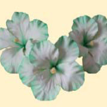 Набір гібіскусів тонованих салатових D=100мм  (3шт/6уп/ящ)