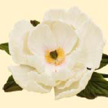 Піон білий D=100 з листочками (8уп/ящ) бл