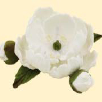 Піон білий D=90мм з бутонами (12уп/ящ) бл