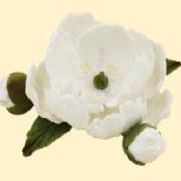 Піон білий D=90мм з бутонами (12уп/ящ) бл