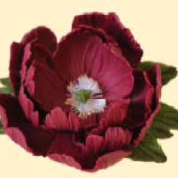 Піон бордовий D=100 з листочками (8уп/ящ) бл