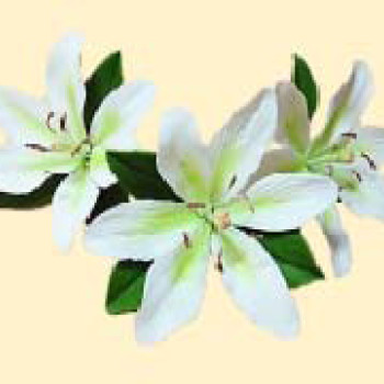 Лілія тонована салатова L=60мм з листочками (3шт/8уп/яш) бл