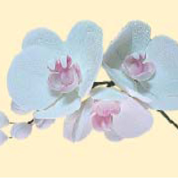 Гілочка орхідеї білої / 8шт