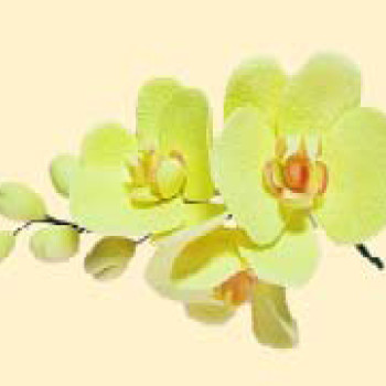 Гілочка орхідеї лімонної / 8шт