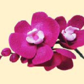 Гілочка орхідеї малинової /8шт