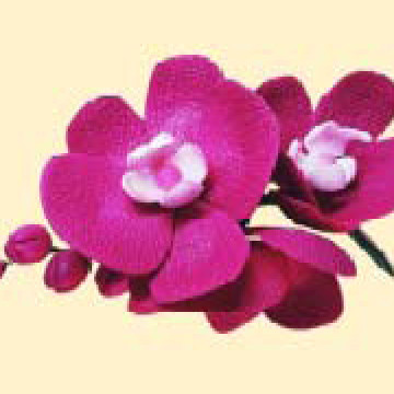 Гілочка орхідеї малінової / 8шт