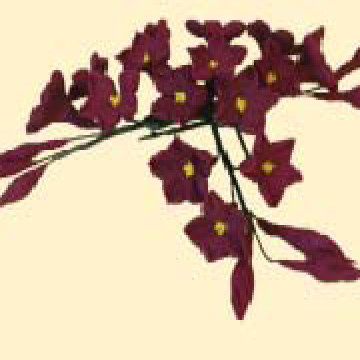 Гілочка стефанотиса бордового L=120 (3шт) /20шт