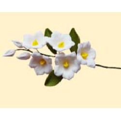 Дзвоник лісові білі / 14шт