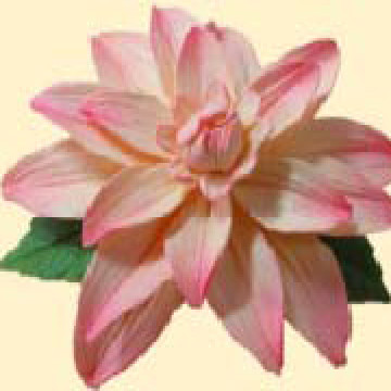 Жоржина персикова тонована з листочками /14шт