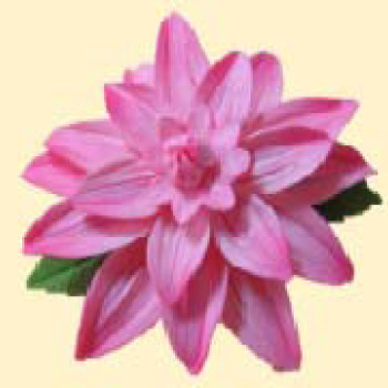 Жоржина рожева з листочками / 14шт