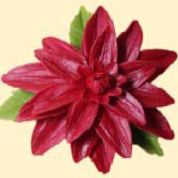 Жоржина темно-червона з листочками / 14шт