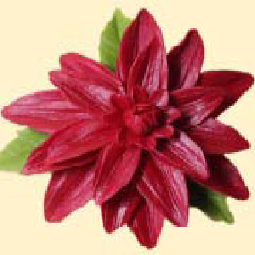 Жоржина темно-червона з листочками / 14шт