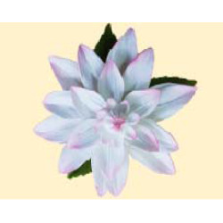 Жоржина тонована рожева з листочками / 14шт