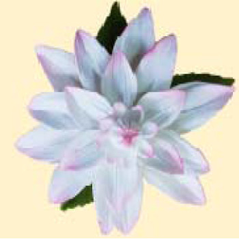 Жоржина тонована рожева з листочками / 14шт