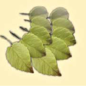 Листок троянди L=40мм тонований (10шт/50уп/ящ)