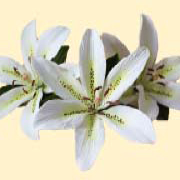 Лілія лимонна L=80мм з листочками (3шт/6уп/ящ) бл