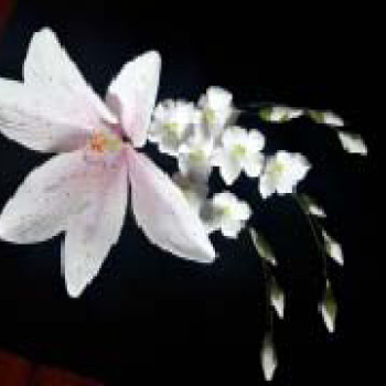 Лілія тонована бузкова L=80мм зі дзвониками (6уп/ящ) бл