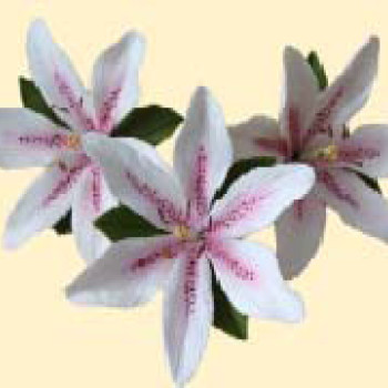 Лілія тонована рожева L=80мм з листочками (3шт/6уп/ящ) бл