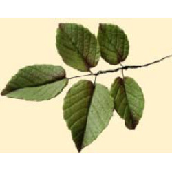 Гілочка листка троянди L=90мм (5шт/20уп/ящ)