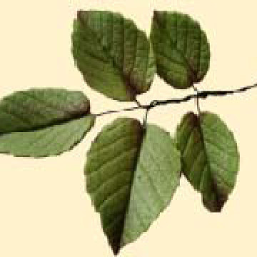 Гілочка листка троянди L=90мм (5шт/20уп/ящ)