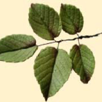 Гілочка листка троянди L=90 (5шт) /20шт