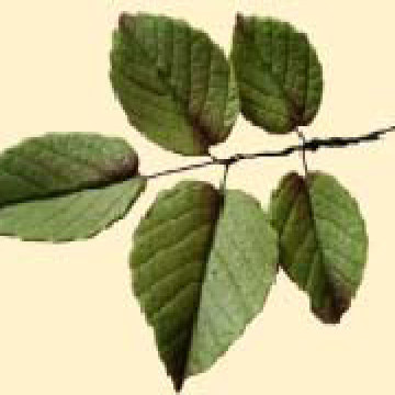 Гілочка листка троянди L=90 (5шт) /20шт