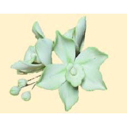 Гілочка орхідеї № 1 тонована салатова / 8шт