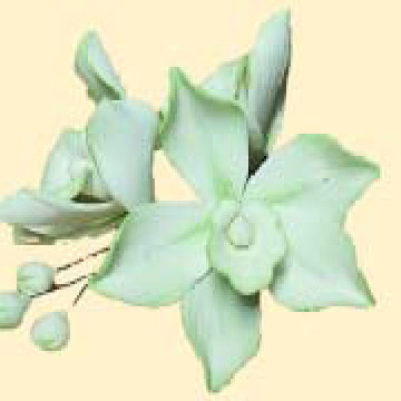 Гілочка орхідеї № 1 тонована салатова /8шт