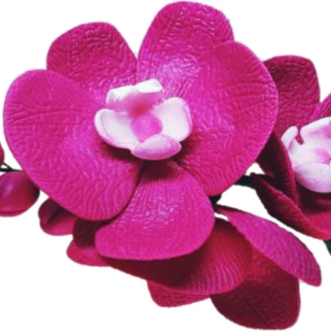 Гілочка орхідеї малинова