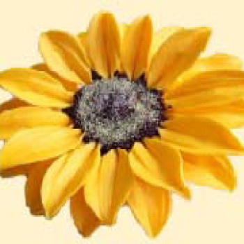 Соняшник / 8шт