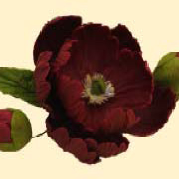 Піон бордовий D=90 з бутонами /8шт