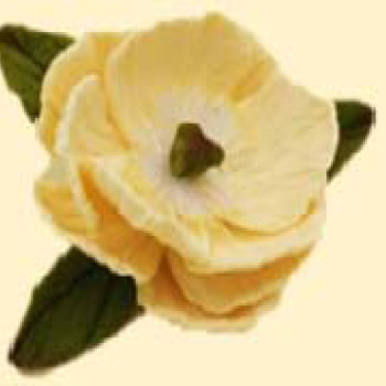 Піон ванільній D = 60 з листочками / 27шт