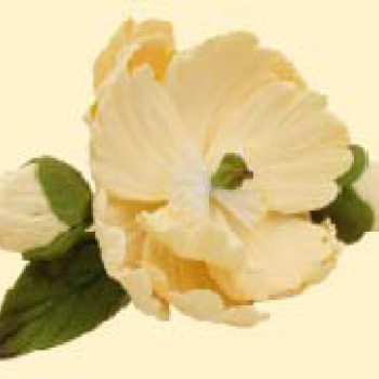 Піон ванільний D=90 з бутонами /8шт