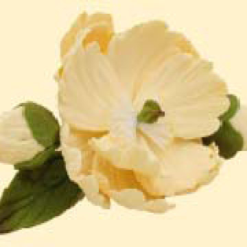 Піон ванільний D=90 з бутонами /8шт