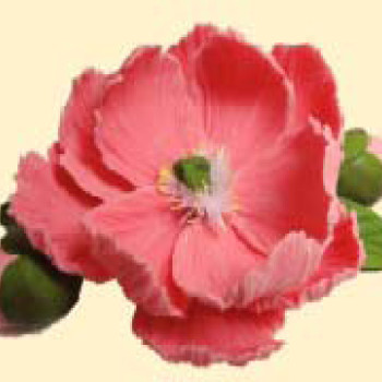 Піон рожевий D=90 з бутонами /8шт