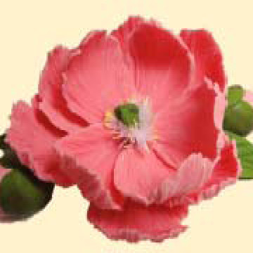 Піон рожевий D=90 з бутонами /8шт