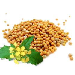 Гірчиця насіння (Вагова) Гірчиця насіння (Вагова)