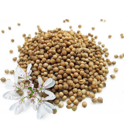 Коріандр цілий (ваговий) Коріандр цілий (ваговий)
