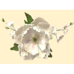 Букет піона білого  з дзвониками