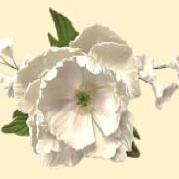 Букет піона білого  з дзвониками